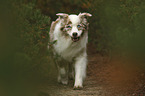 running Australian Shepherd