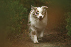 running Australian Shepherd