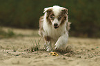 running Australian Shepherd