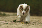 running Australian Shepherd
