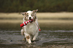 running Australian Shepherd