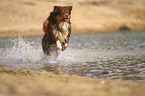 running Australian Shepherd