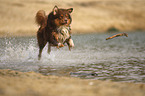 running Australian Shepherd