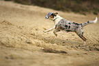 running Australian Shepherd Puppy
