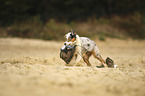 running Australian Shepherd Puppy