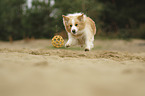 Border Collie with color Australian red-white