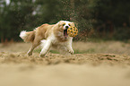 Border Collie with color Australian red-white