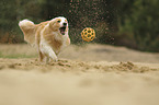 Border Collie with color Australian red-white