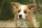 Border Collie with color Australian red-white