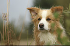 Border Collie with color Australian red-white