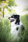 sitting Australian Shepherd
