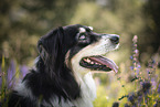 Australian Shepherd portrait