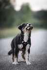 standing Australian Shepherd