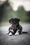 lying Australian Shepherd