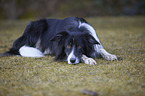 lying Australian Shepherd