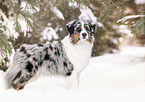 Australian Shepherd in the snow