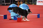 jumping Australian Shepherd