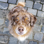 sitting Australian Shepherd