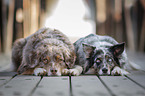 lying Australian Shepherds