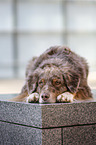 lying Australian Shepherd