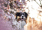 Australian Shepherd portrait