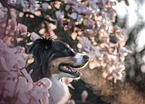 Australian Shepherd portrait