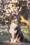 sitting Australian Shepherd