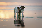 Australian Shepherds on the beach