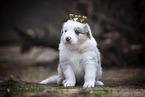 Australian Shepherd puppy