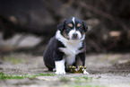Australian Shepherd puppy