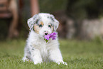 Australian Shepherd puppy