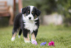 Australian Shepherd puppy