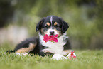 Australian Shepherd puppy
