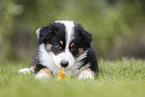 Australian Shepherd puppy