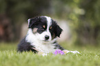 Australian Shepherd puppy
