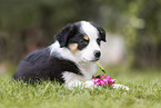 Australian Shepherd puppy