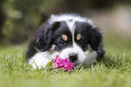 Australian Shepherd puppy