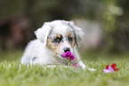 Australian Shepherd puppy