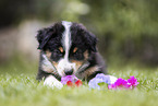 Australian Shepherd puppy