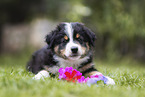 Australian Shepherd puppy