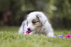Australian Shepherd puppy