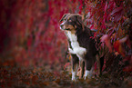 Australian Shepherd between leaves