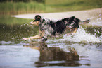 Australian Shepherd on the lake