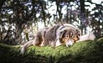 lying Australian Shepherd
