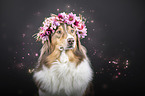 Australian Shepherd portrait