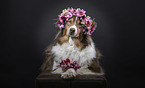 lying Australian Shepherd