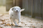 running Australian Shepherd puppy
