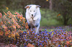 jumping Australian Shepherd puppy