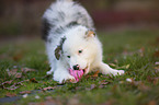 playing Australian Shepherd puppy