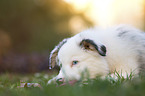 lying Australian Shepherd puppy